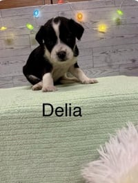 Delia - Photo 3