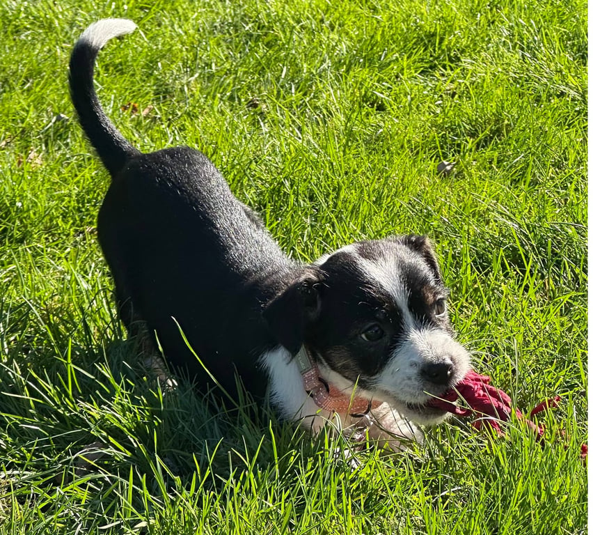 Delia - adoption pending Image