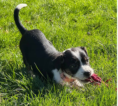 DELIA - Terrier available for adoption