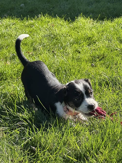 DELIA - Terrier available for adoption