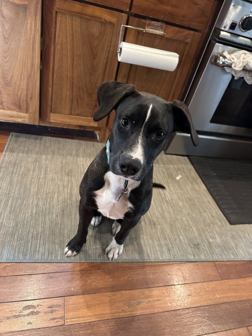 PLUTO - Labrador Retriever available for adoption