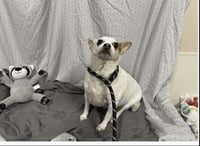 Pickles - Photo 1