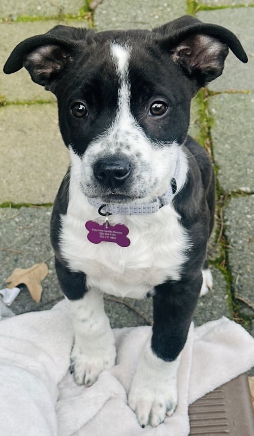PADDY - Cattle Dog available for adoption