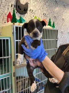 PADDY - Cattle Dog available for adoption