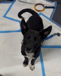 Fern - Adoption Pending - Photo 1