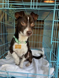 TENOLD - Chihuahua / Terrier for adoption in Seattle