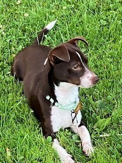 TENOLD - Chihuahua / Terrier available for adoption