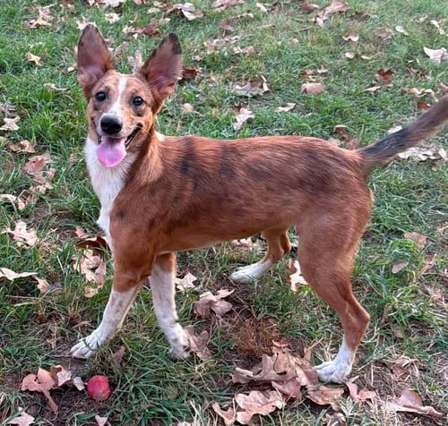 CLARA - Collie available for adoption