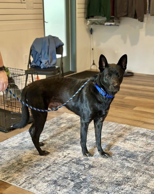 MOSES - Shepherd available for adoption