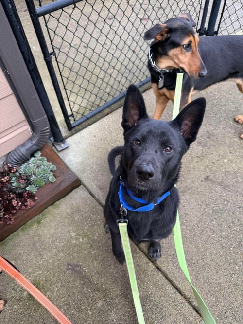 MOSES - Shepherd available for adoption