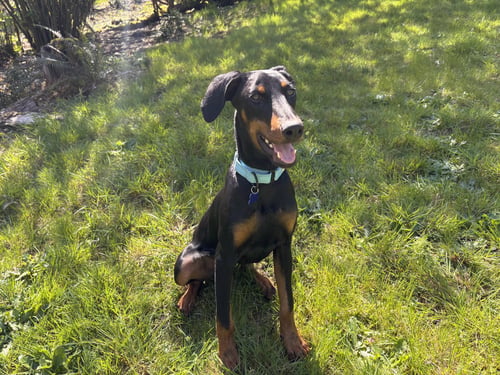 * LOUIE - PENDING - Doberman Pinscher available for adoption