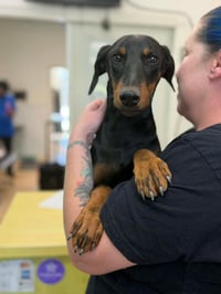 * Louie - PENDING - Photo 2