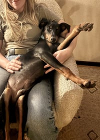 * Louie - PENDING - Photo 3