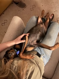 * Louie - PENDING - Photo 4