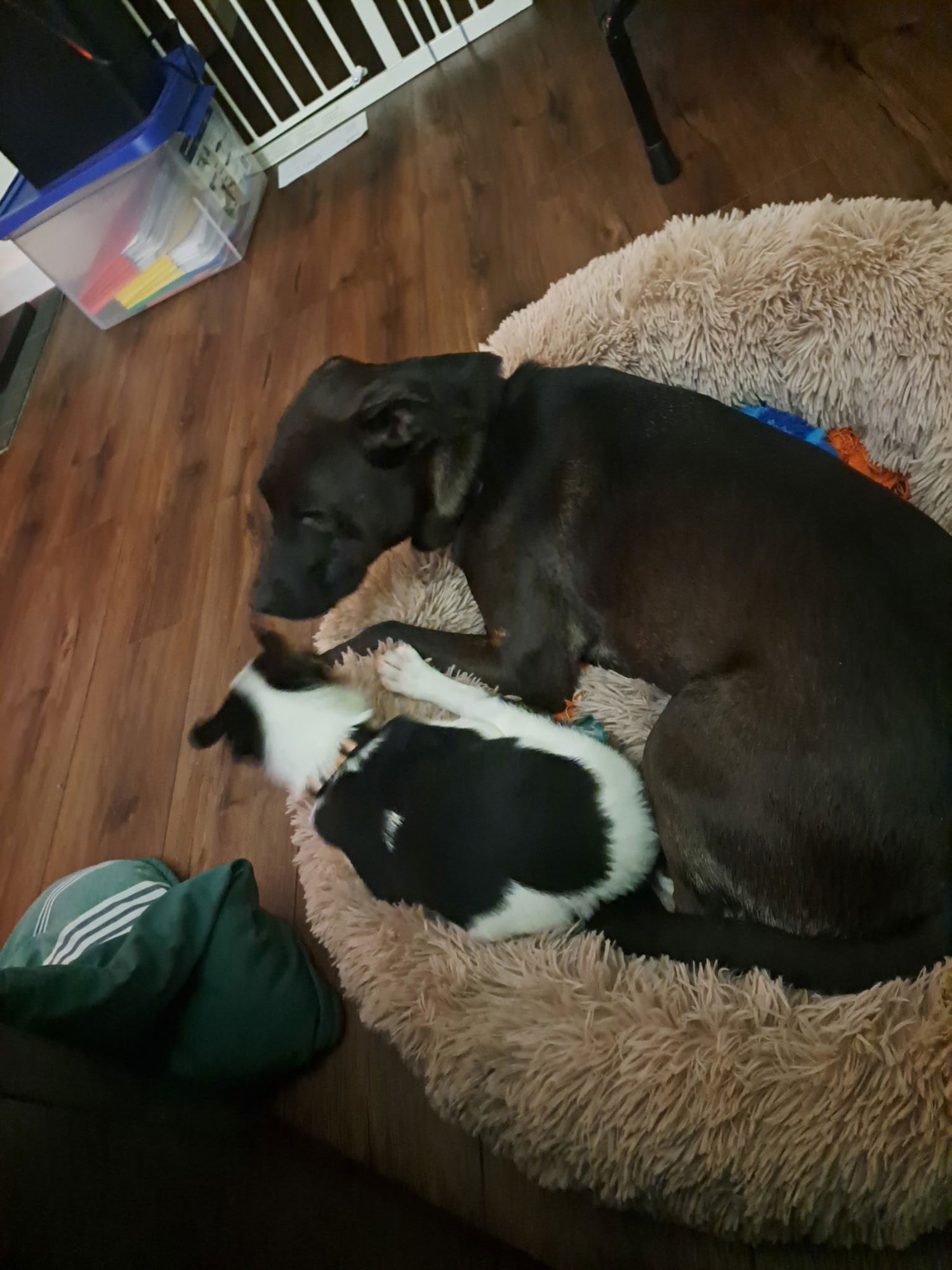 BIANCA - Australian Shepherd available for adoption