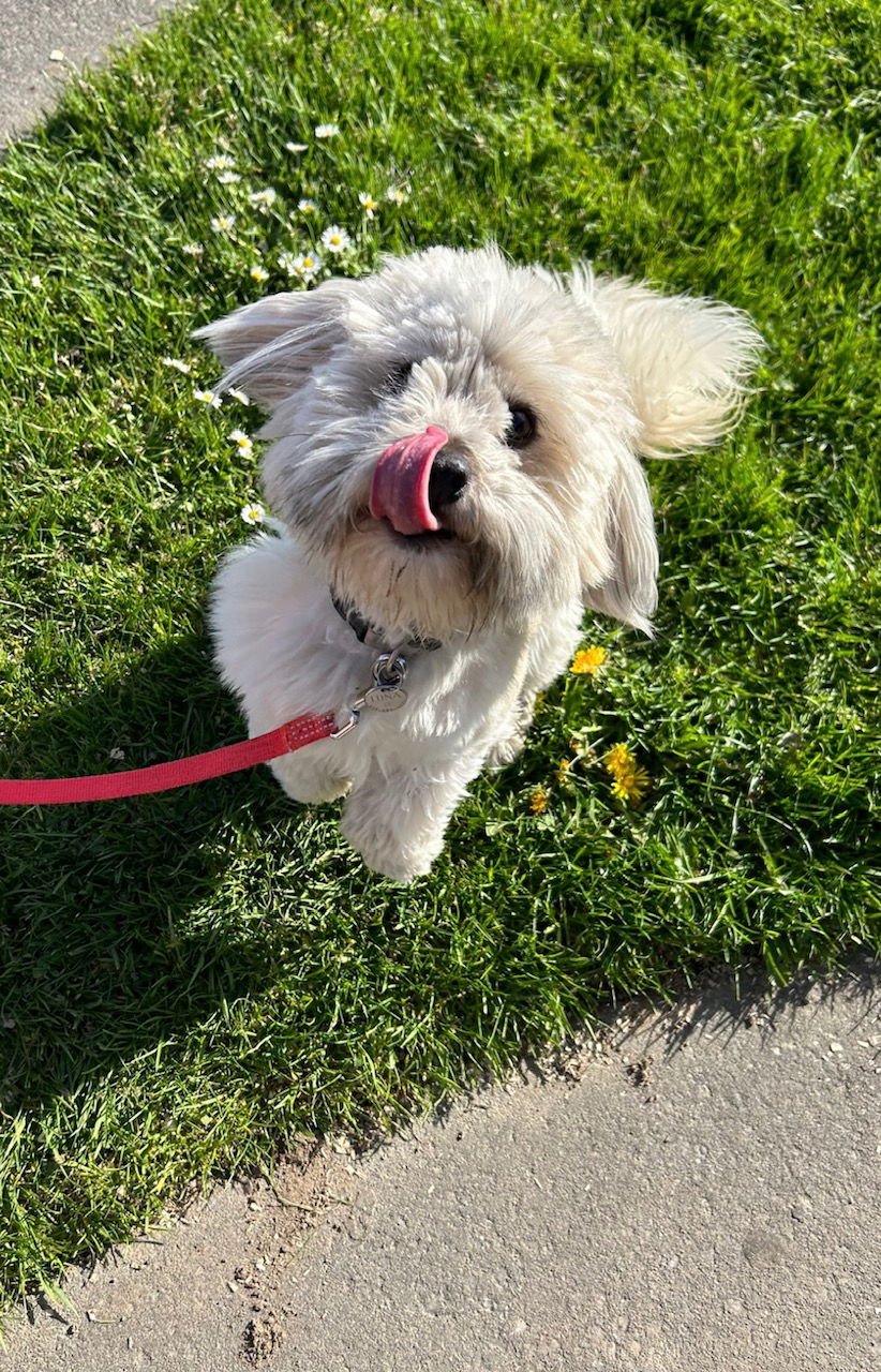 * LUNA LULUS - PENDING - Havanese available for adoption