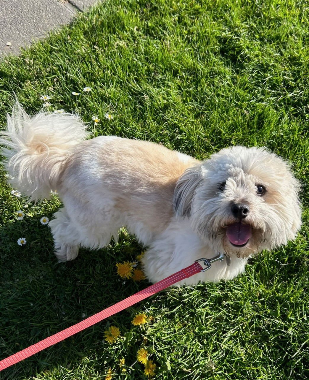 * LUNA LULUS - PENDING - Havanese available for adoption