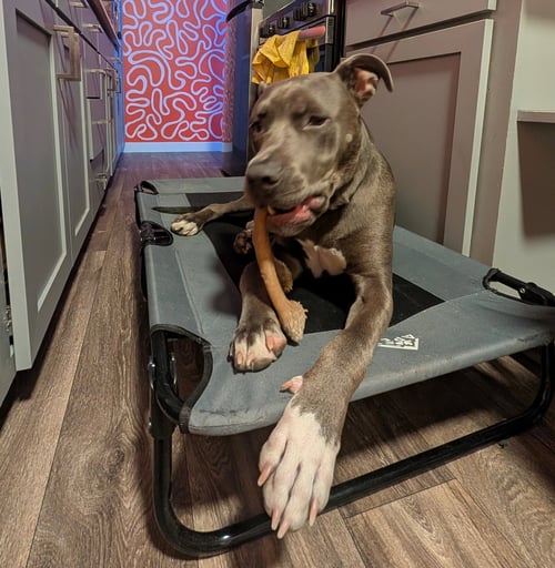 BRUCE - Pit Bull Terrier available for adoption