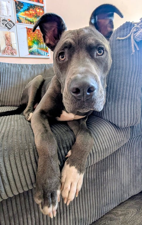 Bruce Image