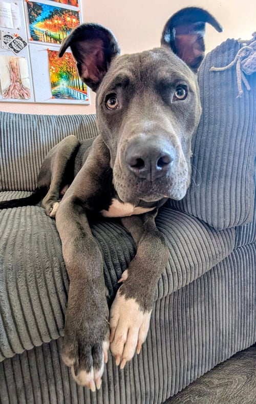BRUCE - Pit Bull Terrier available for adoption