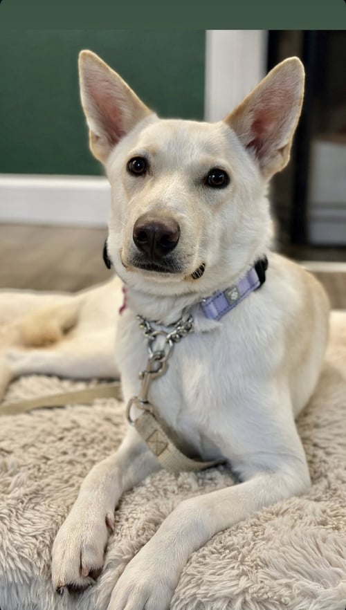 SIENNA - Labrador Retriever / Husky for adoption in Seattle