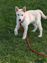 Sienna - Photo 12