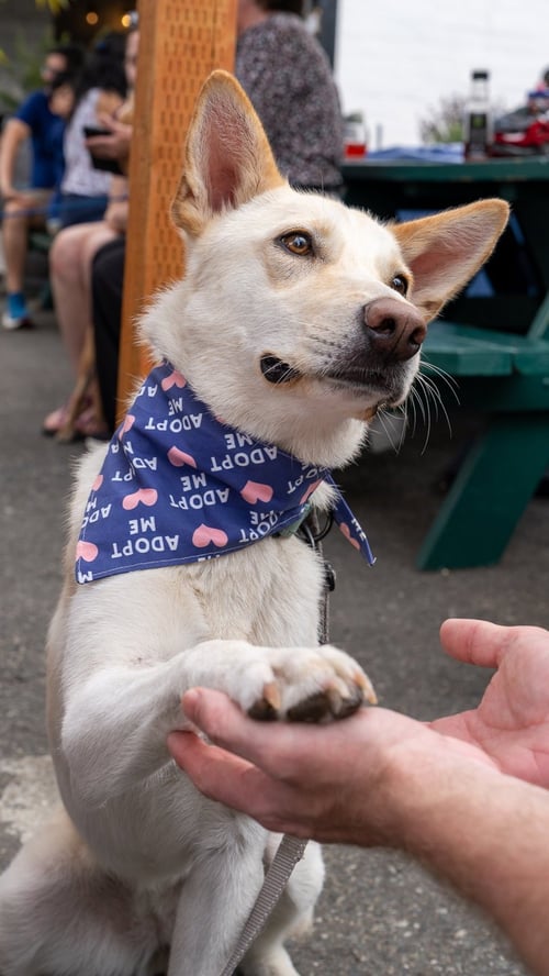SIENNA - Labrador Retriever / Husky available for adoption