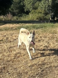 Sienna - Photo 6