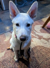 Sienna - Photo 11