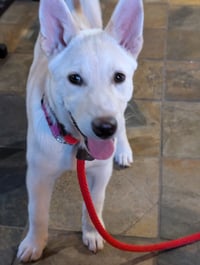 Sienna - Photo 7