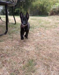 Daisy - Photo 2