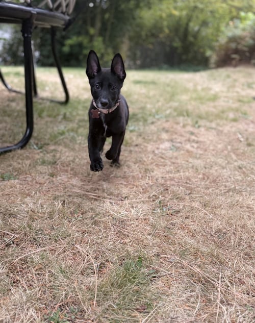DAISY - Shepherd available for adoption
