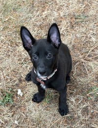 Daisy - Photo 1