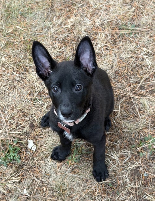 DAISY - Shepherd available for adoption