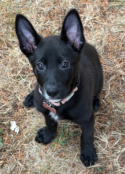 DAISY - Shepherd available for adoption