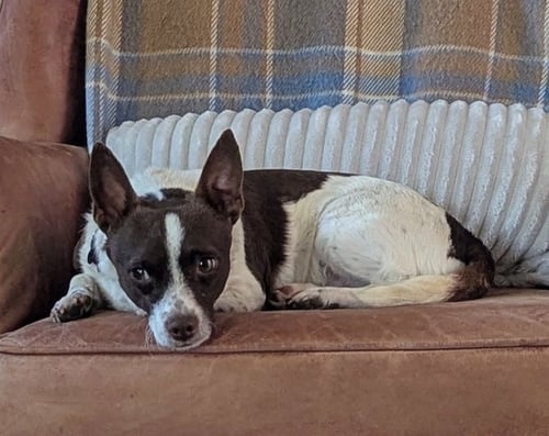 ARAGORN - Chihuahua available for adoption