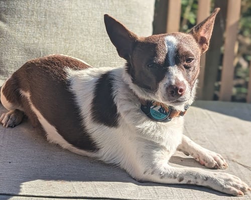 ARAGORN - Chihuahua for adoption in Seattle