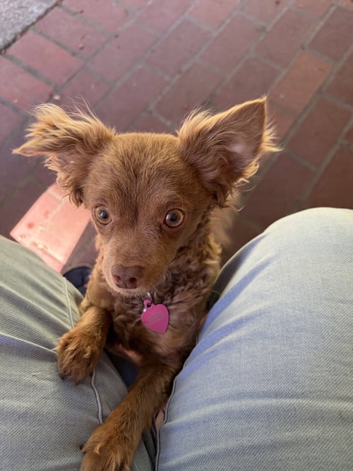 LENI - Chihuahua available for adoption