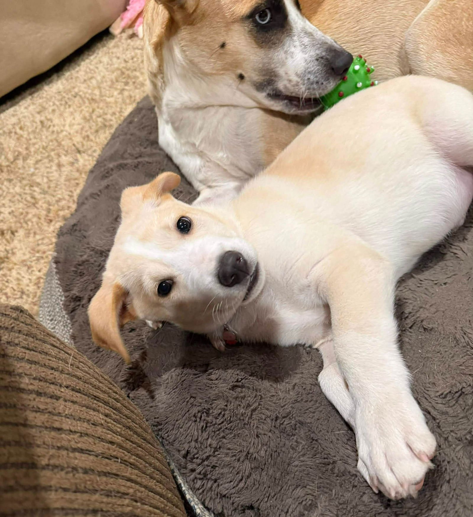 MAX - Australian Shepherd / Husky available for adoption