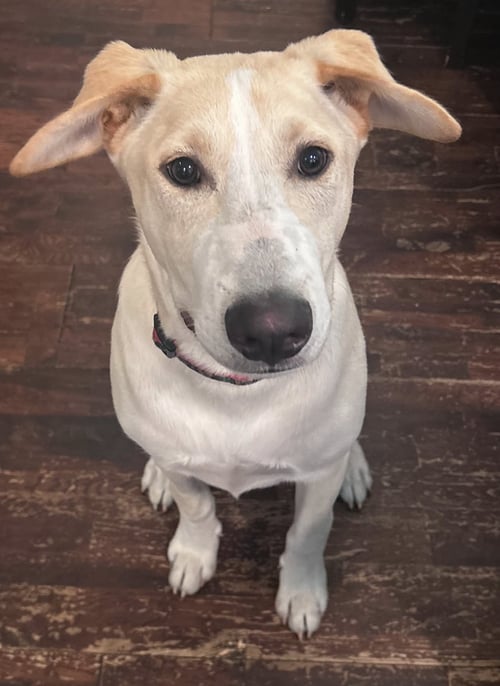 MAX - Australian Shepherd / Husky available for adoption