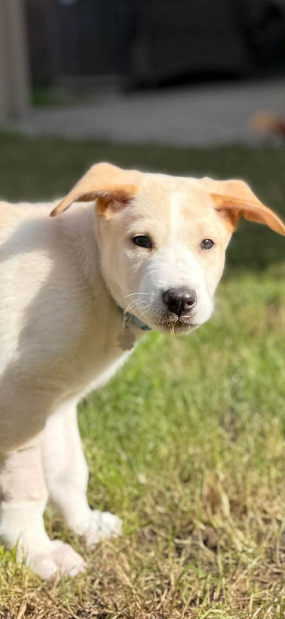MAX - Australian Shepherd / Husky available for adoption