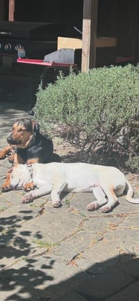 Max - Photo 4