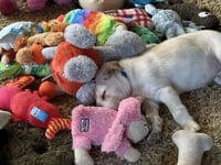 Max - Photo 13