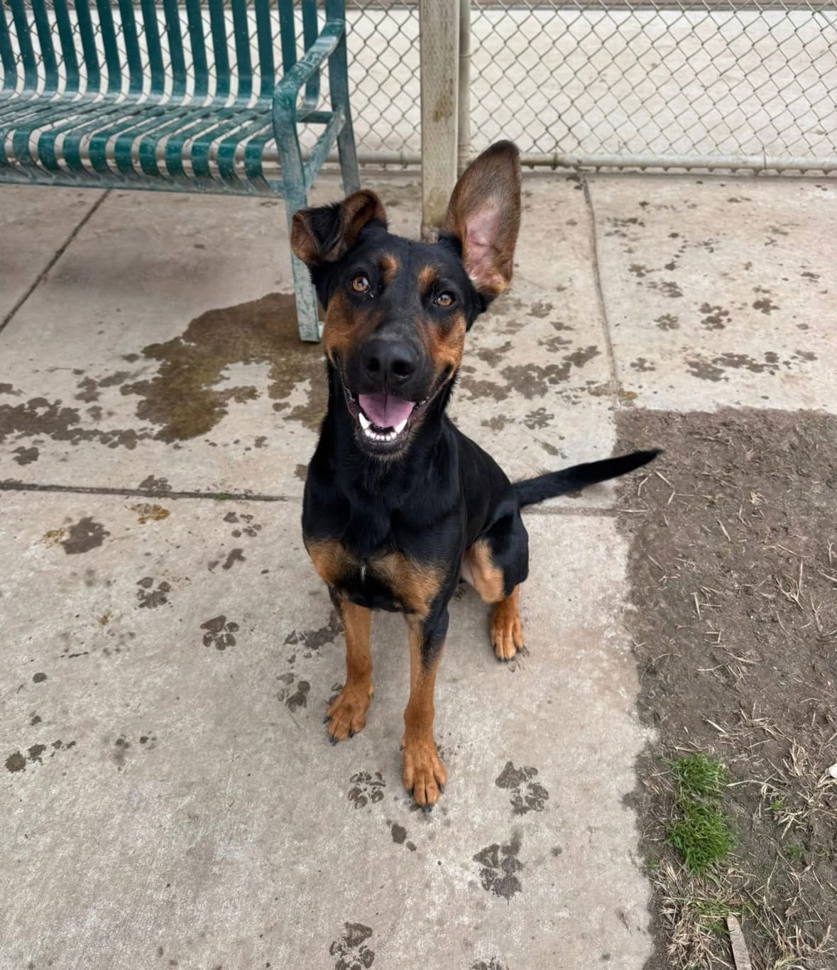 ALFALFA - Doberman Pinscher available for adoption