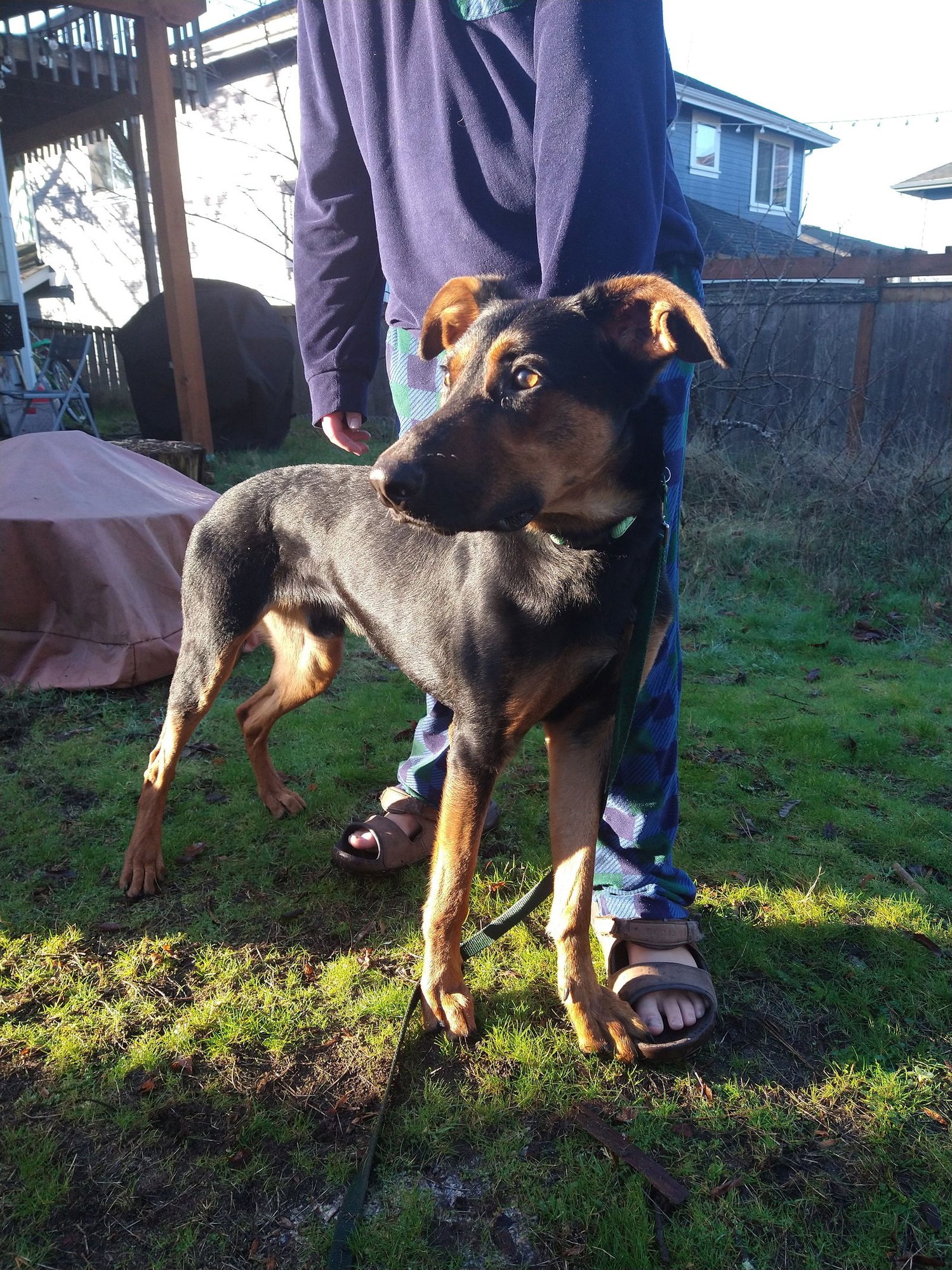 ALFALFA - Doberman Pinscher available for adoption