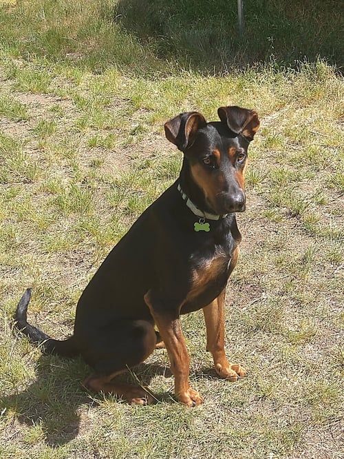 ALFALFA - Doberman Pinscher available for adoption