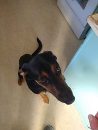 Alfalfa - Photo 10