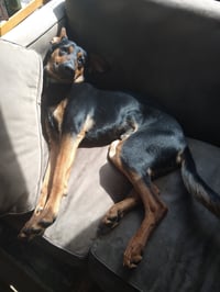 Alfalfa - Photo 5