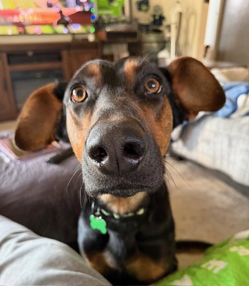 ALFALFA - Doberman Pinscher available for adoption