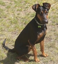 Alfalfa - Photo 2